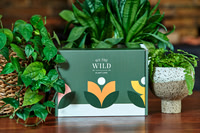 We the Wild plant care
